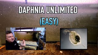 How I Raise Daphnia Water Fleas And You Can Too [upl. by Weinert492]