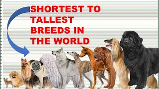 COMPARISON DOG BREEDS HEIGHT AND WEIGHT [upl. by Alemap276]