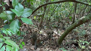 MacRitchie Nature Trail Singapore [upl. by Redmond18]