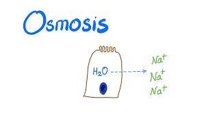 Osmosis Osmotic pressure and Osmolality [upl. by Mark801]