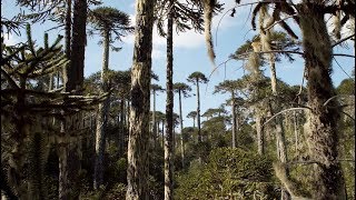 La historia de la Araucaria  Memorias de Árboles [upl. by Halstead]