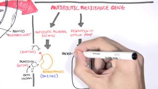 Microbiology  Bacteria Antibiotic Resistance [upl. by Geirk]