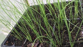 How to start Chinese Chives seeds [upl. by Akoek771]