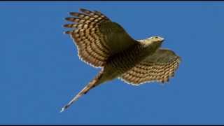 Sparrowhawk Bird Call Bird Song [upl. by Anihsak]