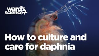 Caring and Culturing for Daphnia [upl. by Cilka984]