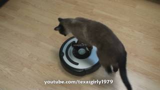 Cat shows HOW TO use iRobot Roomba Vacuum [upl. by Dannica]