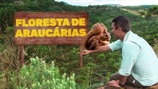 Floresta de Araucárias  Biomas do Brasil  Ep 13 [upl. by Eesdnyl636]