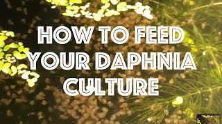 How To Feed Your Daphnia Culture [upl. by Ahsienor]