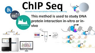 Chip seq chromatin immunoprecipitation followed by sequencing [upl. by Ynetruoc]