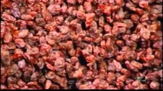 How Its Made Raisins Discovery Channel [upl. by Pazia]