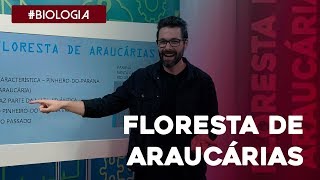 Biologia o bioma floresta de araucárias por Samuel Cunha [upl. by Maurili762]