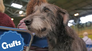 The Deerhound  Crufts Breed Information [upl. by Kwan]