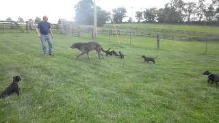 Scottish Deerhound puppies [upl. by Sualkin]