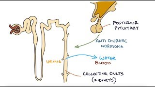 Understanding Hyponatraemia [upl. by Deacon82]