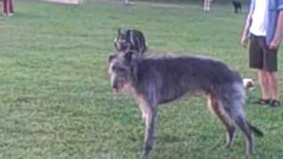 Scottish deerhound leaping and bounding [upl. by Hogue]