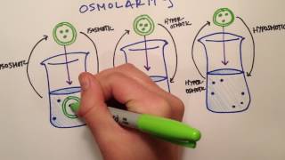 LPA 1B  Osmolarity vs Tonicity [upl. by Baskett765]