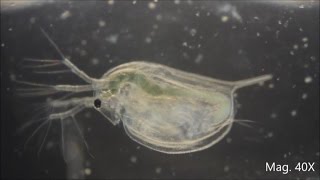 Daphnia magna under the Microscope [upl. by Oilerua]