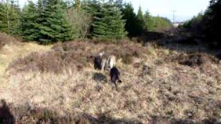 9 Irish Wolfhounds chase 1Scottish Deerhound [upl. by Antonino]