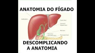 ANATOMIA DO FÍGADO [upl. by Shellans]