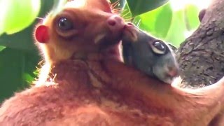 Sunda Colugo or Malayan colugo or Malayan Flying Lemur at MacRitchie Reservoir Singapore [upl. by Mohkos502]