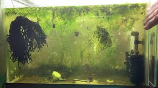 Scuds Daphnia Cherry Shrimp Copepods My aquatic food culture [upl. by Oirasan]