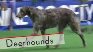 Deerhounds  Bests of Breed [upl. by Kudva363]