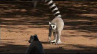 The Ringtailed Lemur [upl. by Aynekat]