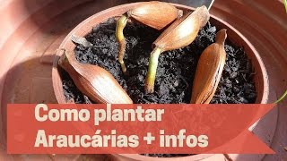 Como plantar Araucárias  Informações importantes [upl. by Leunad]