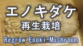 エノキダケ 再生栽培 水耕栽培編 Regrow ENOKImushroom [upl. by Llertrac]