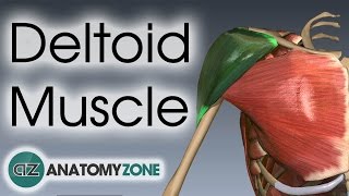 Deltoid Muscle Anatomy  AnatomyZone [upl. by Giuseppe]