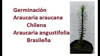 Germinación Araucaria Araucana Pewén y Angustifolia Brasileña  Anum [upl. by Enaoj412]