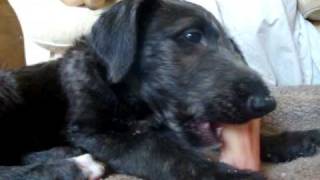 Scottish Deerhound puppies eight weeks old [upl. by Novyaj]