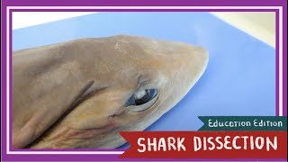 Dogfish Shark Dissection  Sink or Swim EDU [upl. by Wilfred]