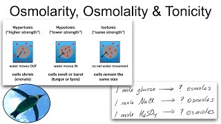 Chemistry Basics Osmolarity Osmolality and Tonicity [upl. by Tiertza985]