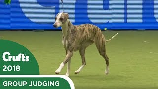 Hound Group Judging  Crufts 2018 [upl. by Lantha596]