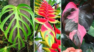 10 Plantas Brasileiras CURIOSAS Nativas da AMAZÔNIA Mais INCRÍVEIS [upl. by Harikahs]