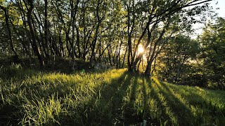 Relaxing Wind Sound 5 Hours  Dancing Forest in The Blowing Wind Nature Sounds [upl. by Aem436]