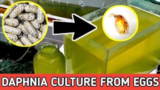 HOW TO HATCH DAPHNIA EGGS  HOW TO CULTURE DAPHNIA [upl. by Kutchins]