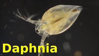 Daphnia [upl. by Caro]