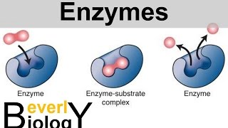 Enzymes and Catalysts [upl. by Nyllek68]