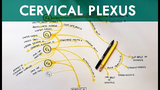 Cervical Plexus  Anatomy Tutorial [upl. by Hsihsa314]