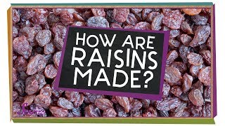 How Are Raisins Made [upl. by Llertnac]