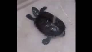 turtle dancing to gassed up [upl. by Tullus]