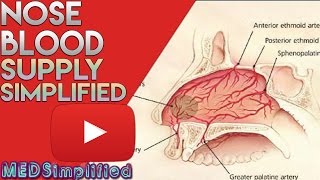 Nose Anatomy Nasal Blood Supply [upl. by Aizti]