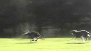 Deerhound Lure Coursing on Fire Hill Perthshire Scotland [upl. by Nehr850]