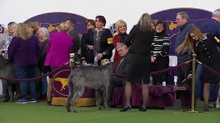 Scottish Deerhounds  Breed Judging 2020 [upl. by Pandolfi]