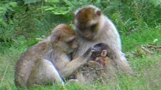 Barbary Macaques [upl. by Dnarb963]