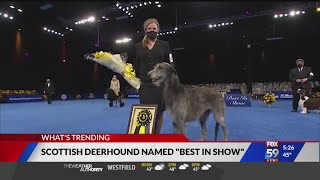 Best in Show goes to Scottish deerhound [upl. by Naggem]