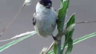 Sporophila bouvreuil  Caboclinho  Capeed Seedeater [upl. by Latia929]