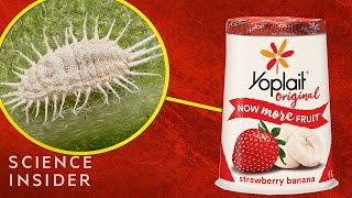 The Bugs That Turn Strawberry Yogurt Red [upl. by Anoirtac]